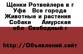 Щенки Ротвейлера в г.Уфа - Все города Животные и растения » Собаки   . Амурская обл.,Свободный г.